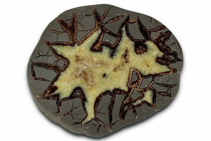 Polished Septarian Slab - Utah #338256